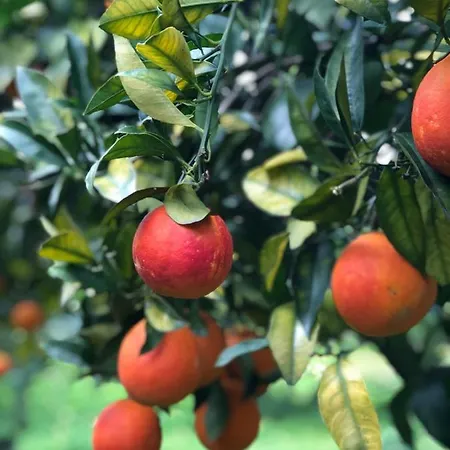 Tenuta Lacco Dağ evi *